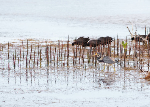 大藍(lán)鷺（Ardea herodias）