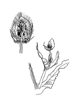 脊椎