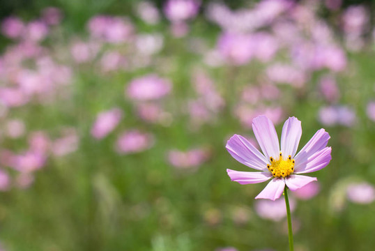 花田
