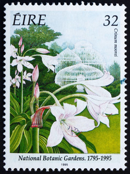 郵票愛爾蘭1995 Natal Lily；Crinum Moorei
