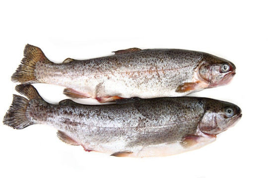 虹鱒魚的原