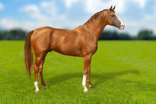 紅warmbllood馬在草地上