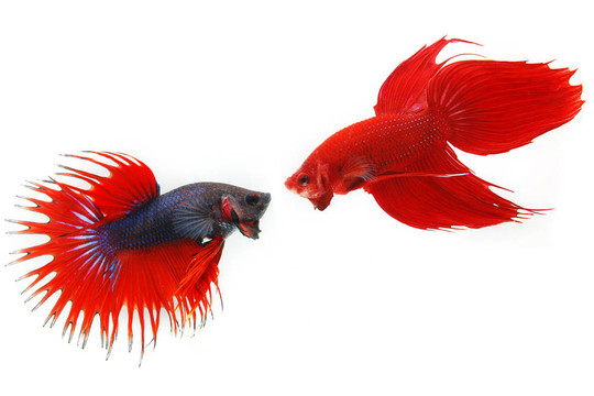 動物；水族箱；美容；斗魚；藍；多姿多彩；優(yōu)雅；戰(zhàn)斗