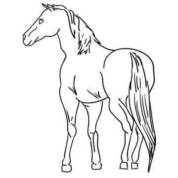 黑色的馬