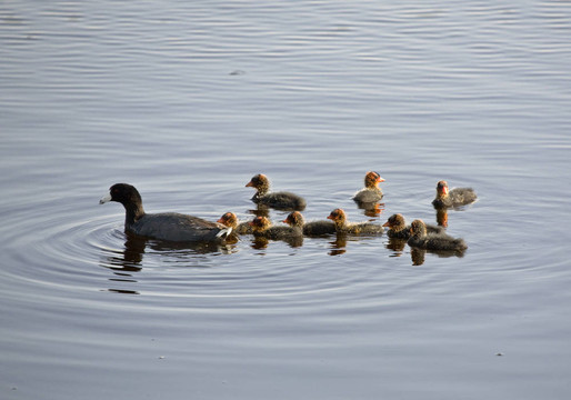 Waterhen的嬰兒