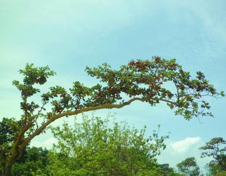 青苔滿樹