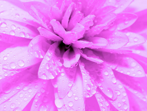 摘要花瓣