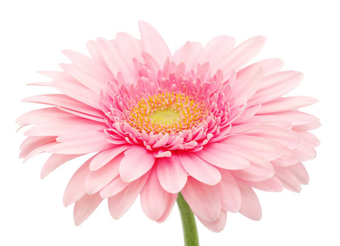 粉色非洲菊