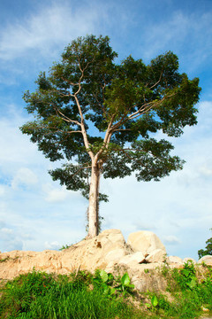 孤獨(dú)的jack tree