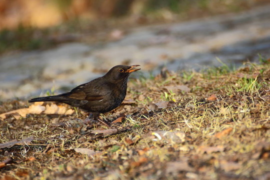 女性的黑鳥