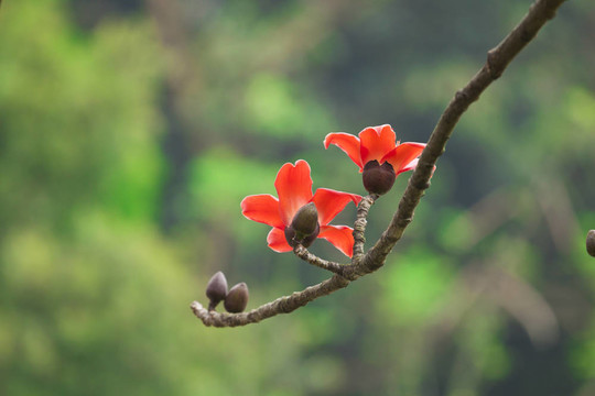 春天的棉花花