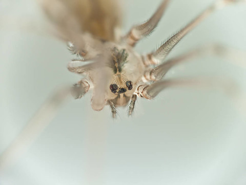 蜘蛛的微距照片