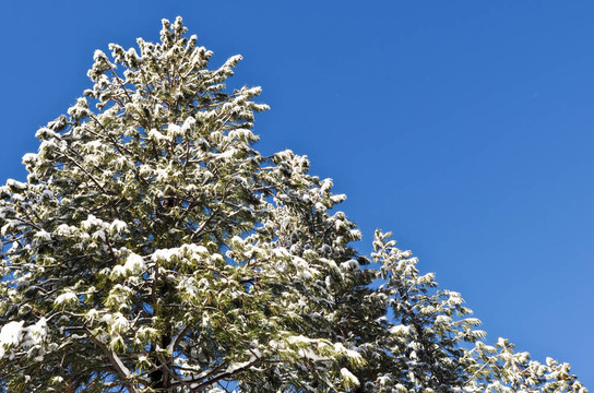 覆雪松樹