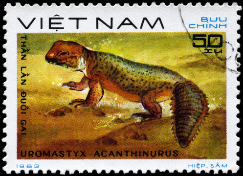 越南-大約1983 Uromastyx