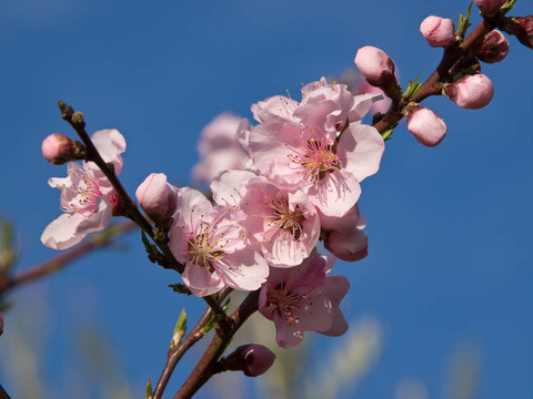桃花