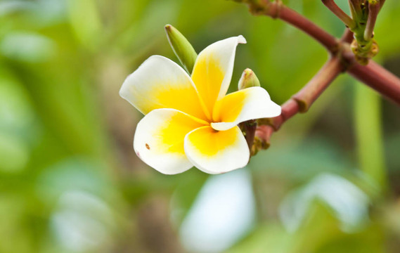 雞蛋花，雞蛋花；