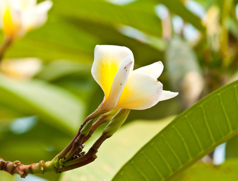 雞蛋花，雞蛋花；