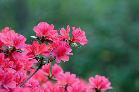 杜鵑花