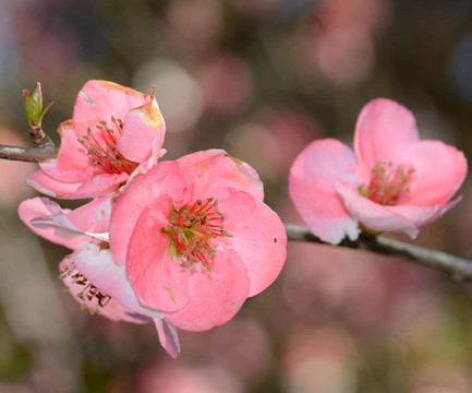 櫻花