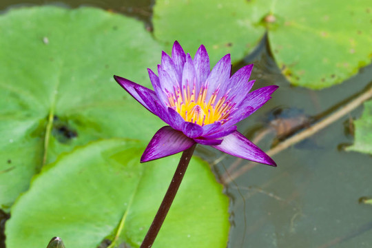 河上的蓮花