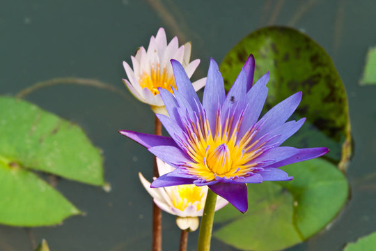 河上的蓮花