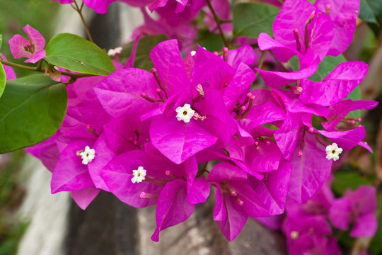 九重葛紙花
