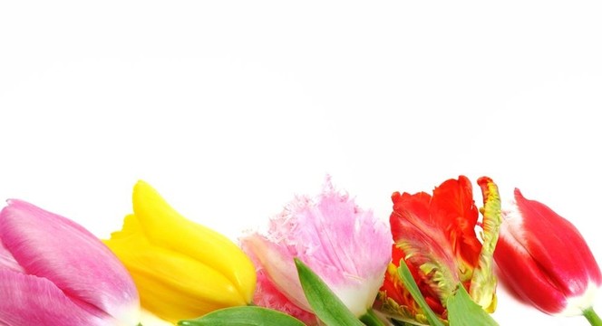 美麗的郁金香花緣