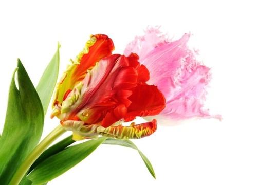 美麗的郁金香花
