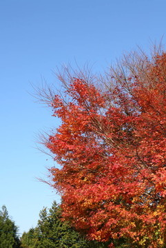 樹葉和藍(lán)天