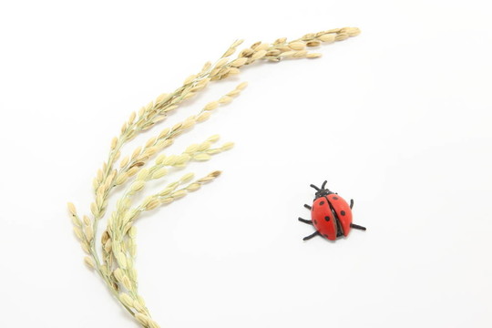 Rice和瓢蟲