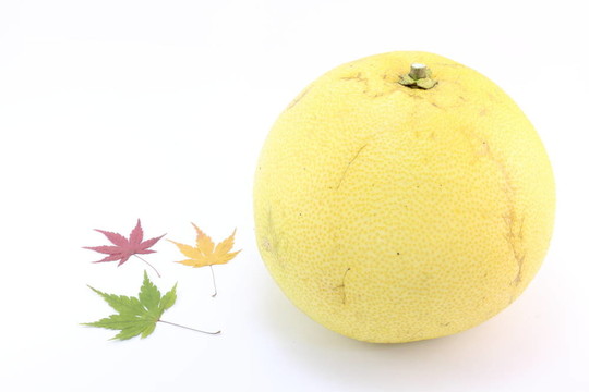 楓葉和柚子