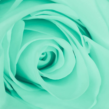 綠薔薇特寫