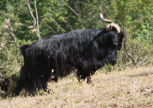在農(nóng)村，Mouflon。