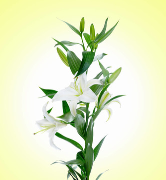 美麗的白色百合花