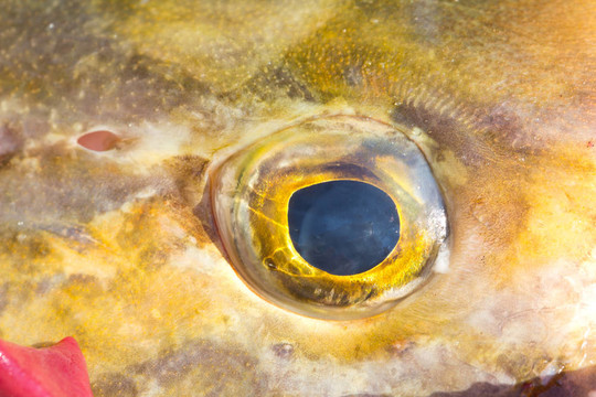 眼魚(yú)近2