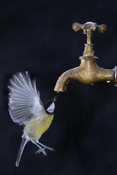 飛行中的鳥。
