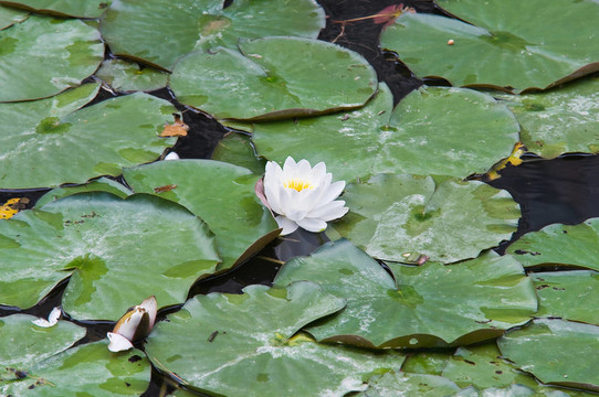 水百合。