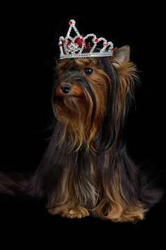 皇家犬冠