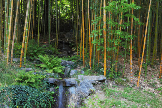 竹林瀑布