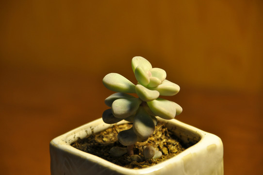 肉肉植物