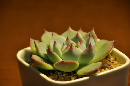 肉肉植物