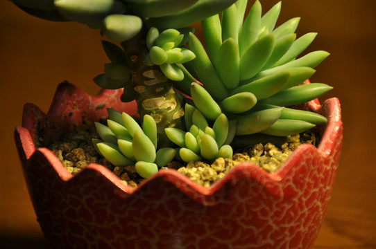 肉肉植物
