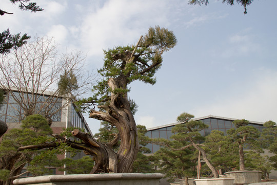 柏樹 大型盆景
