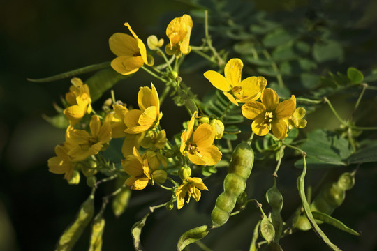 黃花槐