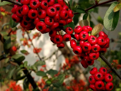 紅果子