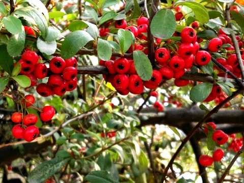 紅果子