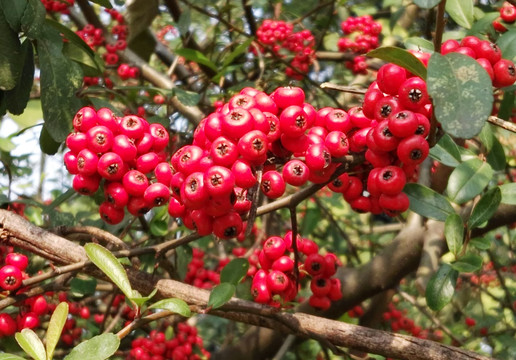 紅果子