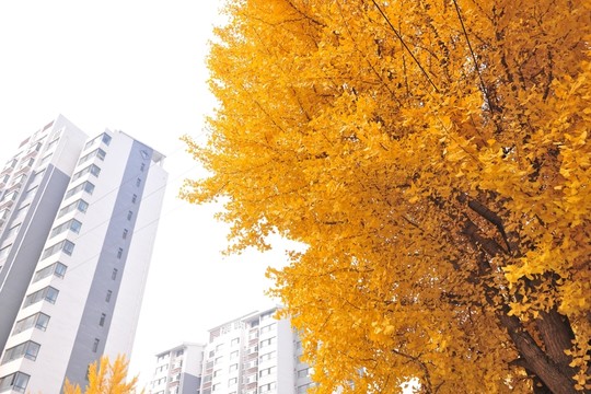 銀杏樹(shù)