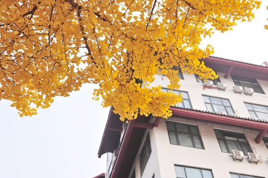 銀杏樹