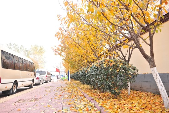 小區(qū)風(fēng)景